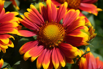 Vibrant Gaillardia aristata Flowers in Full Bloom