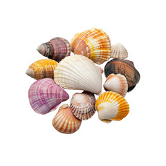 Collection of Colorful Seashells on Transparent background