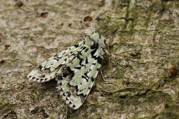Closeup on the colorful Merveille du jour , Moma alpium owlet moth