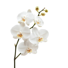 A cluster of elegant white orchids with delicate petals and subtle details, showcasing their natural beauty.