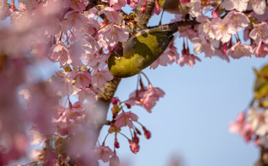 桜とメジロ