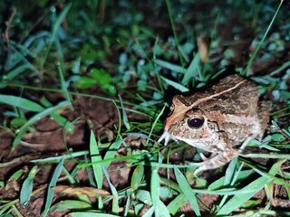 beautiful, cute, wild, bright brown frog with pimples, small frog with black bulging eyes, sitting in the green grass at night in India