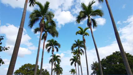 Naklejka premium palm trees against blue sky