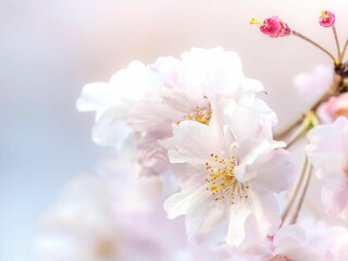 桜の花のある風景