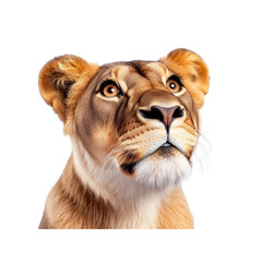 Obraz premium Majestic Lioness Gazing Upwards, Close-Up Portrait