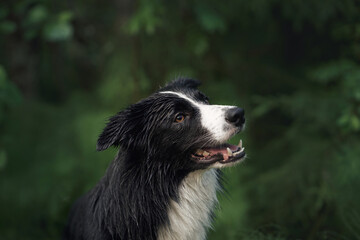 A headshot of a Border Collie surrounded by dense forest greenery highlights its sharp features. The vibrant surroundings and focused gaze add depth to the serene scene.