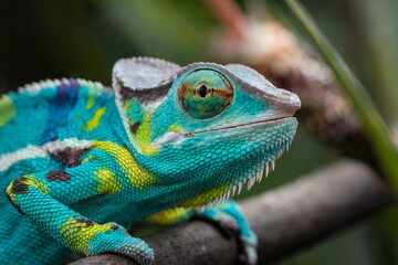 Fototapeta premium Vibrant Chameleon with Striking Colors