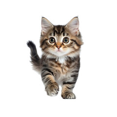 Obraz premium Adorable Tabby Kitten Walking Towards Camera
