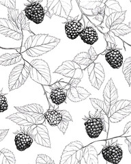 Grape are healthy food. And it is a useful fruit.