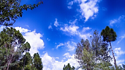 Pine Tree Blue Sky With Clouds Natural Beauty in Murree Village Pakistan