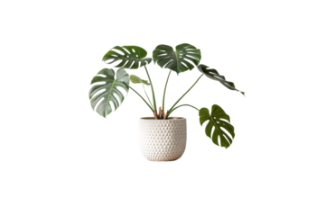 A bold monstera plant in a white, pebbled pot, accentuating its lush greenery with a clean, textured aesthetic, isolated on a transparent background
