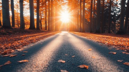 Fototapeta premium A serene autumn road illuminated by warm sunlight, framed by trees showcasing vibrant fall foliage.