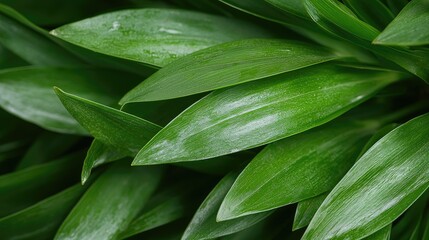 Naklejka premium Lush green leaves closeup, garden background, nature texture, website design