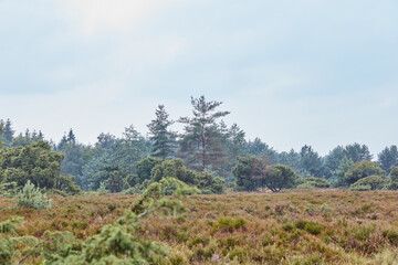 My country. Field, plants and environment with trees in nature for sustainability, ecology and travel. Rural, outdoor and summer with countryside park for tourism, landscape and blue sky background.