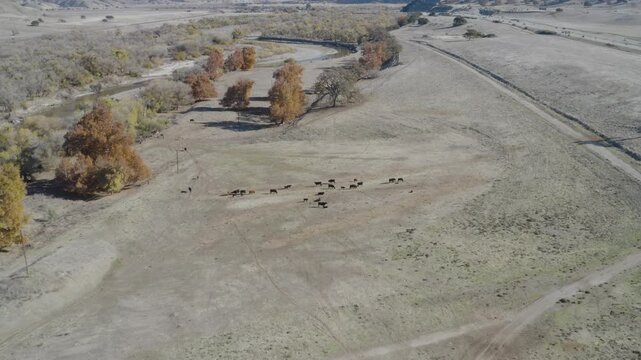 4K aerial of a heard of cows grazing along the Salinas River with California 101 vehicle traffic in the upper right of frame.