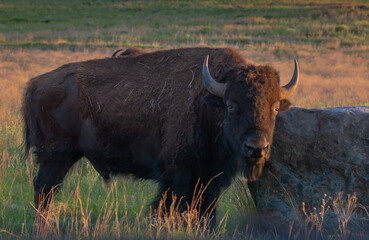 bison staredown