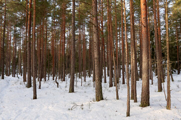 Naklejka premium Winter