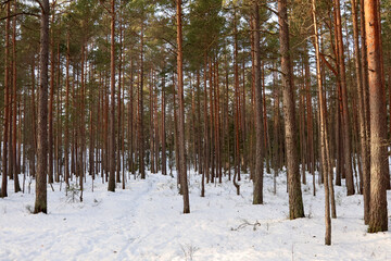 Naklejka premium Winter