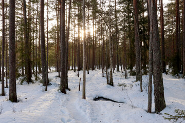 Naklejka premium Winter