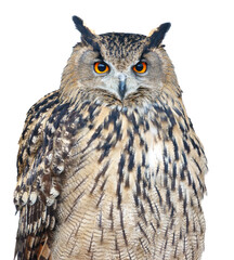 A large owl with a yellow eye stares at the camera