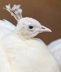 A white bird with a white head and a white body