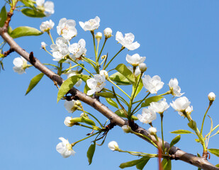A branch with white flowers is in the air