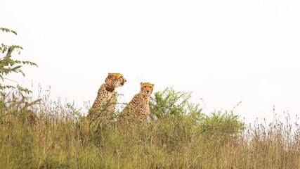 Two cheetahs, one with a tracking collar, start their daily hunt by sitting on a bushy hill to observe the prey menu before they start stalking and chasing in a game reserve in South Africa.