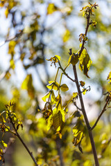 Leaves on walnut tree after frost against blue sky.