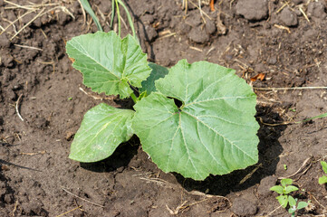 A small green plant is growing in the dirt