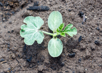A small plant with green leaves is growing in the dirt