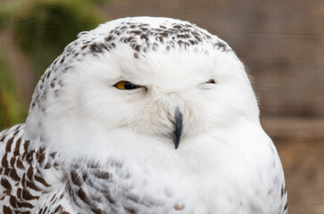 Obraz premium A white owl with a yellow beak and a black eye stares at the camera