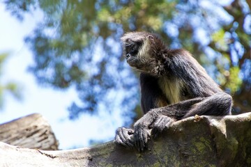 Spider monkey resting on a tree branch