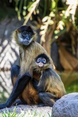 Mother and baby spider monkey in natural habitat.