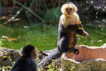 Capuchin monkeys by a pond in the forest.