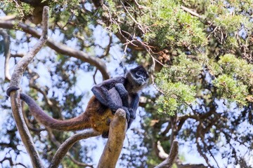 Fototapeta premium Spider monkey on a tree branch in a forest.