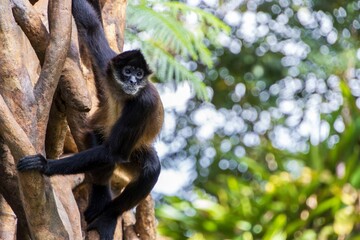 Spider Monkey Climbing a Tree