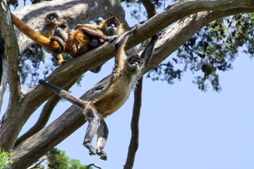 Spider monkeys playing on tree branches.