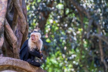 Capuchin monkey in tropical forest