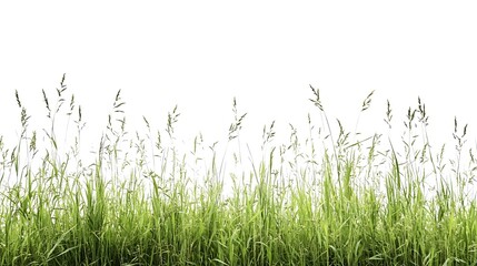 Fototapeta premium Lush Green Grass Blades Isolated on White Background
