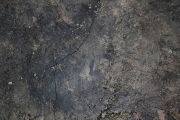 Texture of a cut log
