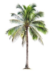 Majestic Tropical Coconut Palm Tree Isolated on White Background