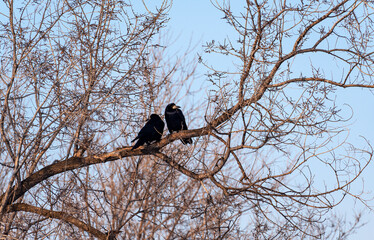 Two black rooks, illuminated by the sun, sit on the bare branches of a tree in winter against the background of a blue cloudless sky.