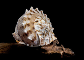 Cassis cornuta, or horned helmet shell on black background