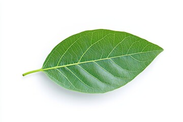 Green leaf isolated on white background, studio shot, nature, design