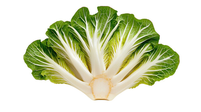 Vibrant Leafy Green Vegetable in Natural Lighting with Copyspace
