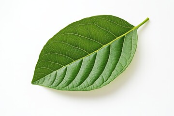 Obraz premium Single green leaf isolated on white background (1)
