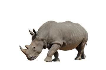 Obraz premium White rhinoceros isolated on transparent background png file