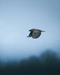 Majestic bird of prey soaring in the sky.