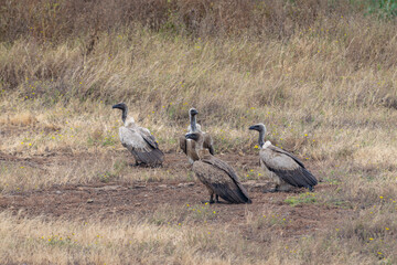Vultures resting in Iturot Region, Arusha, Tanzania
