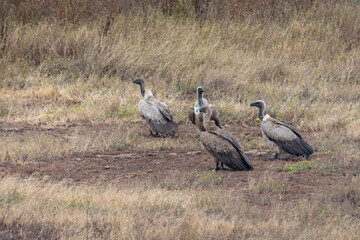 Vultures resting in Iturot Region, Arusha, Tanzania
